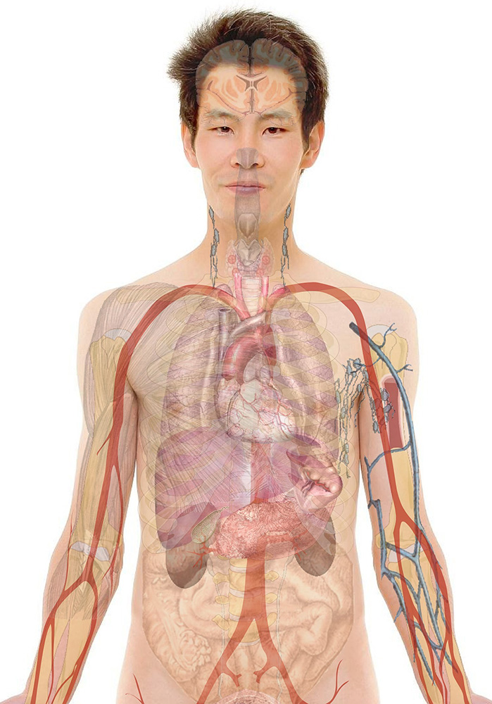 Understanding Your Anatomy Through a 3D Anatomy Model