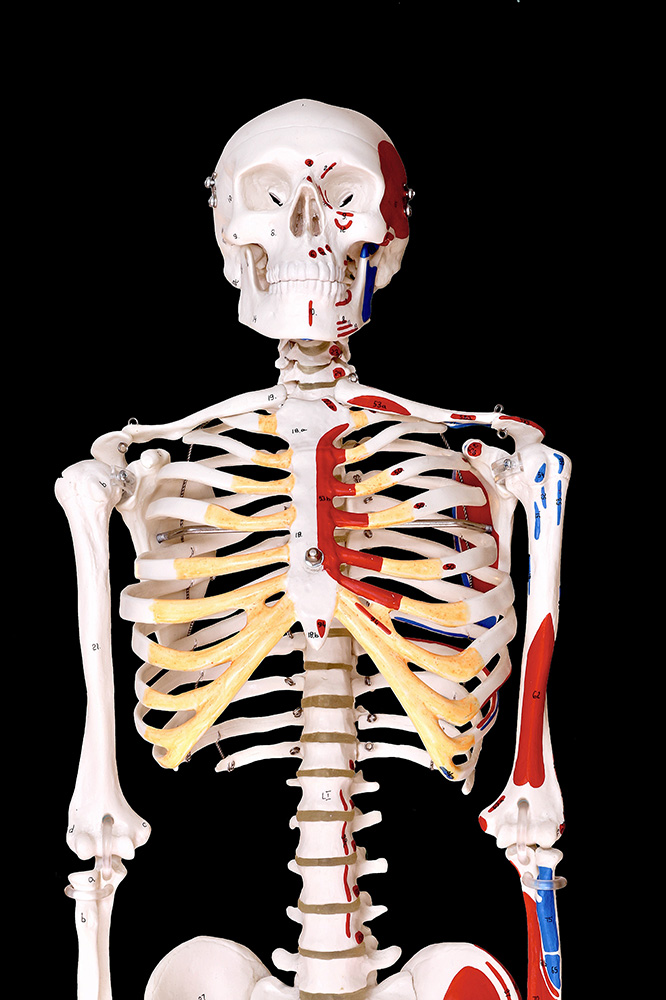 Understanding Your Anatomy Through a 3D Anatomy Model 2